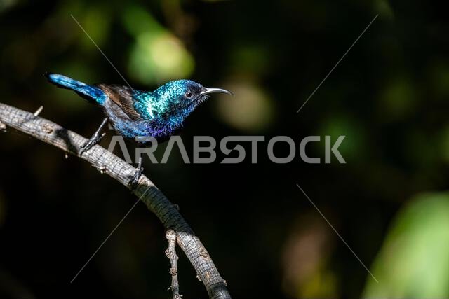 Beautiful bird shining in the sun. The Palestine Sunbird, Cinnyris osea.