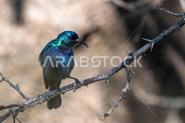 Beautiful bird shining in the sun. The Palestine Sunbird, Cinnyris osea.