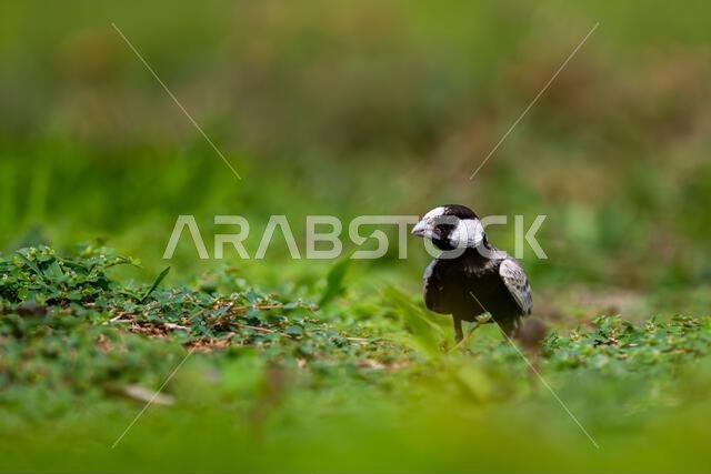 قبرة العصفور ذات التاج الأسود، Eremopterix nigriceps، المملكة العربية السعودية