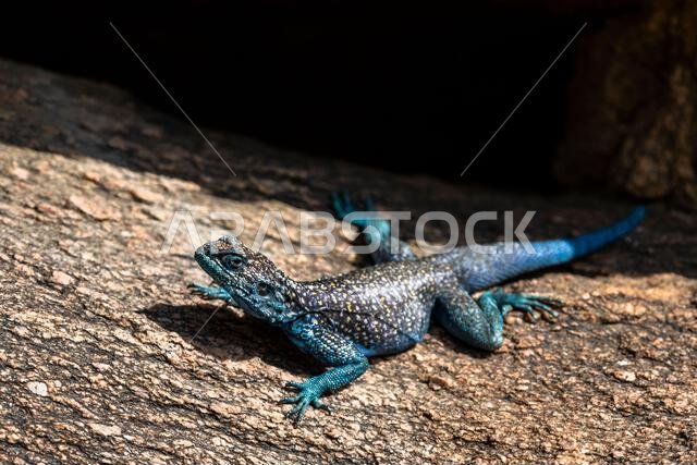 Sinai Agama, Pseudotrapelus sinaitus. The Asir Mountains, Saudi Arabia.