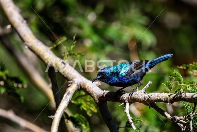 Beautiful bird shining in the sun. The Palestine Sunbird, Cinnyris osea.