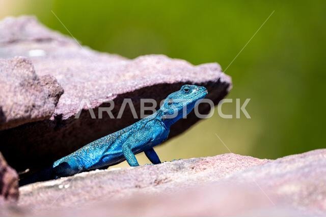 Sinai Agama, Pseudotrapelus sinaitus. The Asir Mountains, Saudi Arabia.