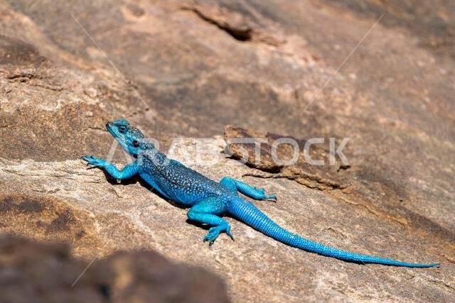 سيناء عجما، Pseudotrapelus sinaitus. جبال عسير بالمملكة العربية السعودية. سيناء عجما، Pseudotrapelus sinaitus. جبال عسير بالمملكة العربية السعودية.