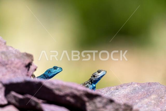 سيناء عجما، Pseudotrapelus sinaitus. جبال عسير بالمملكة العربية السعودية. سيناء عجما، Pseudotrapelus sinaitus. جبال عسير بالمملكة العربية السعودية.