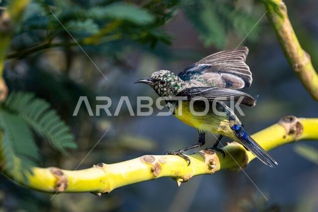 Colorful background with an exotic bird. Nile Valley sunbird, Hedydipna metallica.