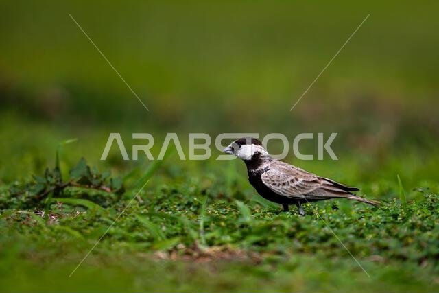 قبرة العصفور ذات التاج الأسود، Eremopterix nigriceps، المملكة العربية السعودية