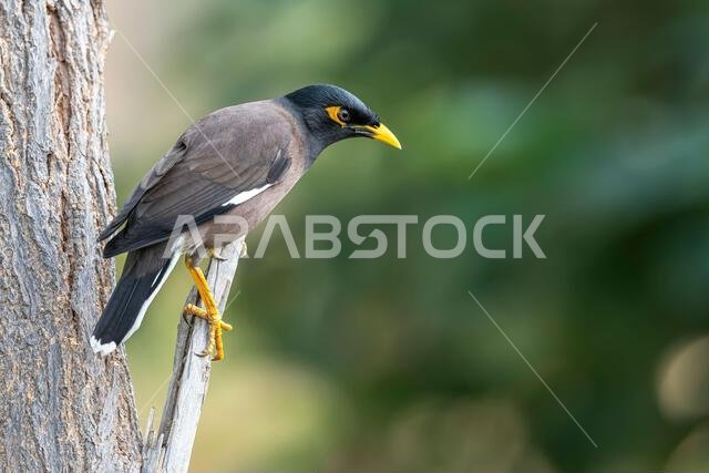 المينا الشائعة، Acridotheres tristis