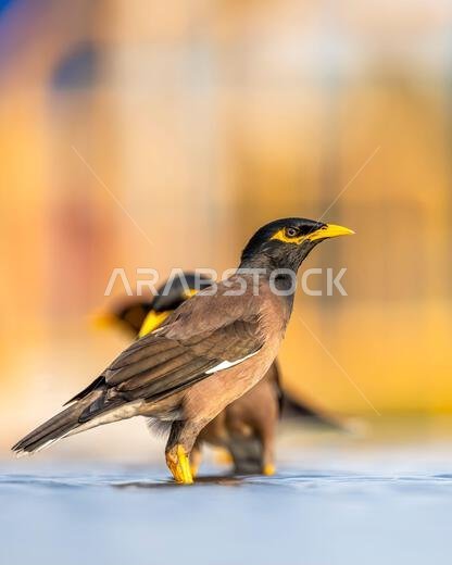 حمامات الطيور في نافورة المدينة بجدة. المينا الشائعة، Acridotheres tristis