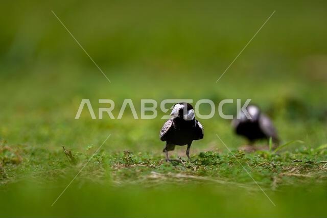 قبرة العصفور ذات التاج الأسود، Eremopterix nigriceps، المملكة العربية السعودية