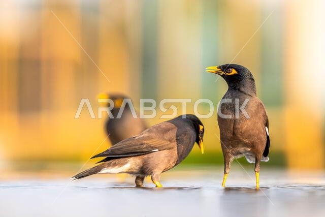 حمامات الطيور في نافورة المدينة بجدة. المينا الشائعة، Acridotheres tristis