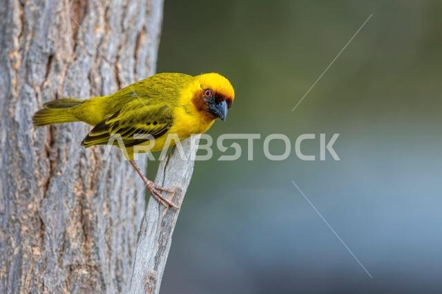 Colorful background with an exotic bird. Ruppells weaver, Ploceus galbula
