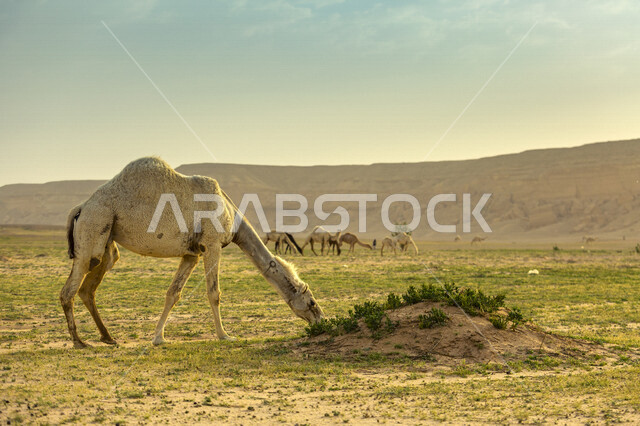 صورة لمجموعة من الجمال و الإبل في صحراء السعودية ، تربية الجمال و الإبل ، الطبيعة الصحراوية في المملكة العربية السعودية