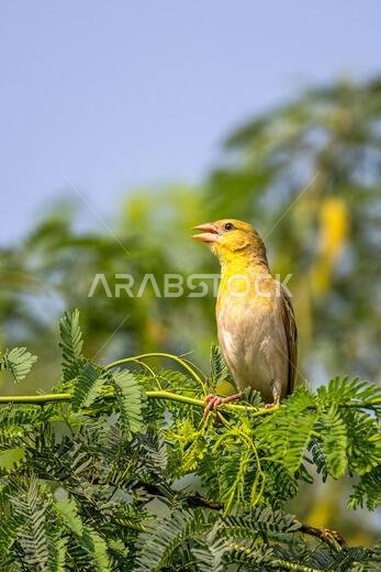 خلفية ملونة مع طائر غريب. طائر النساج روبيلز، بلوسيوس جالبولا
