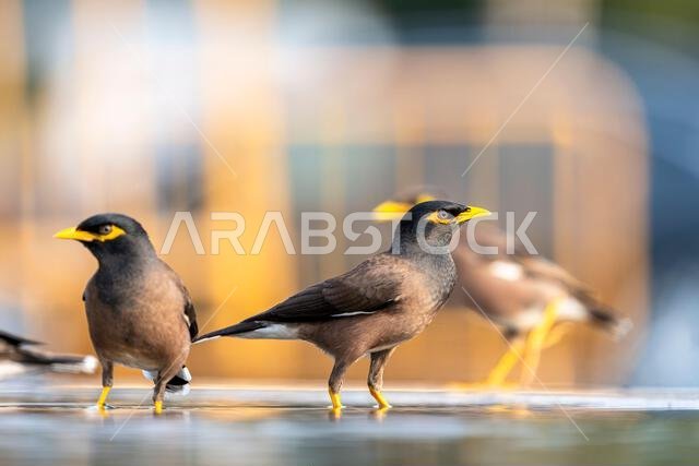 A bird bathes in a city fountain in Jeddah. The Common Myna, Acridotheres tristis