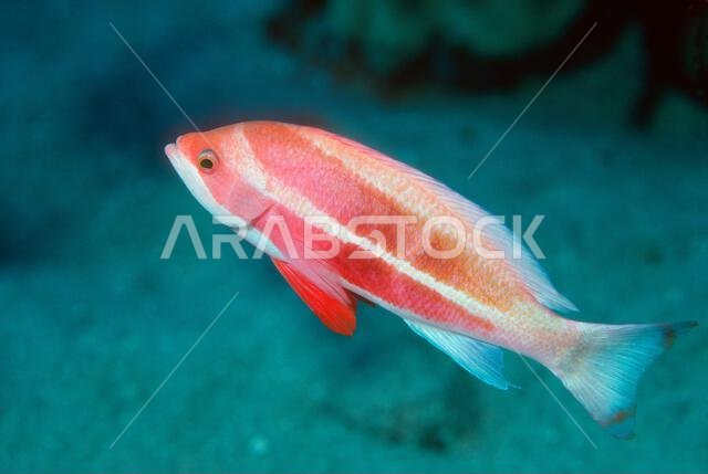 Striped anthias [Pseudanthias taeniatus]. Egypt, Red Sea.