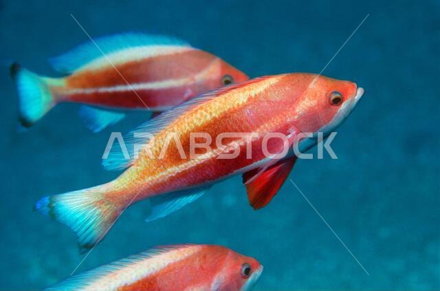 Striped anthias [Pseudanthias taeniatus]. Egypt, Red Sea.