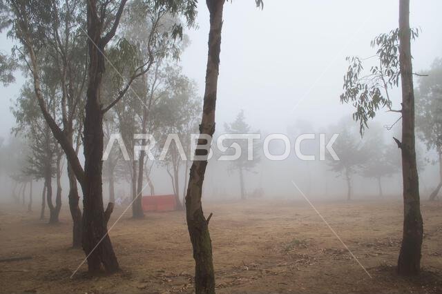 A scenic view of a forest on a foggy day in Al Namas, Aseer Saudi Arabia