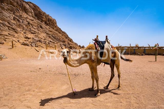 Beatiful exotic dromedary camel tied to point in sand desert