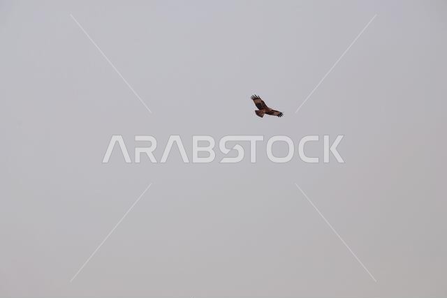 Lonely Eagle flying in the sky looking for the bait