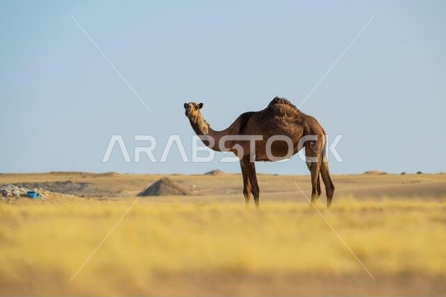 صورة لجمل بري في الصحراء، منظر معزول. جمل بري يتجول في الصحراء، يمشي ويأكل. صورة لجمل بري في الصحراء، منظر معزول. جمل بري يتجول في الصحراء، يمشي ويأكل.