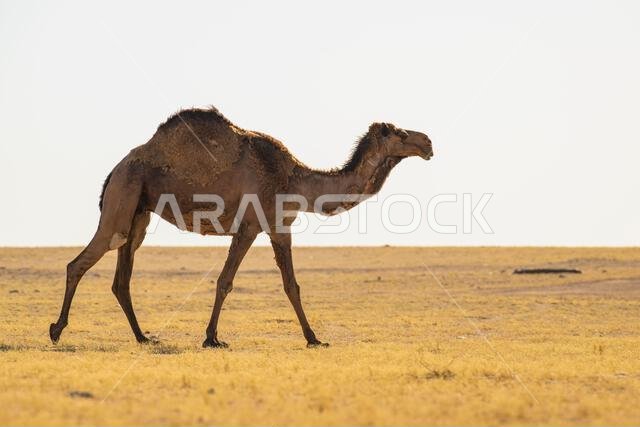 صورة لجمل بري في الصحراء، منظر معزول. جمل بري يتجول في الصحراء، يمشي ويأكل.