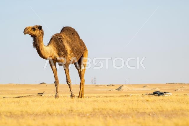 صورة لجمل بري في الصحراء، منظر معزول. جمل بري يتجول في الصحراء، يمشي ويأكل.