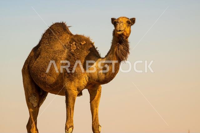 صورة لجمل بري في الصحراء، منظر معزول. جمل بري يتجول في الصحراء، يمشي ويأكل.