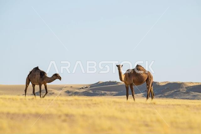 صورة لجمل بري في الصحراء، منظر معزول. جمل بري يتجول في الصحراء، يمشي ويأكل.