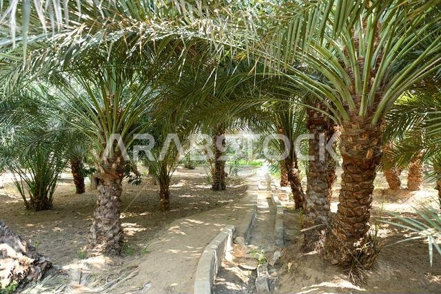 قناة ري داخل مزرعة تمور العين في أبو ظبي