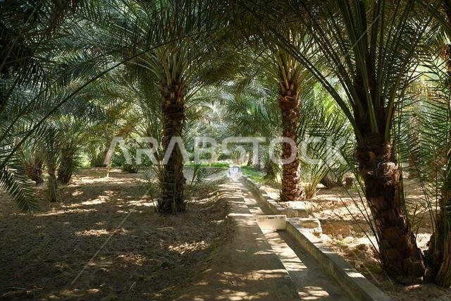 قناة ري داخل مزرعة تمور العين في أبو ظبي