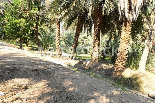 منظر خلاب لمزرعة تمور واحة العين