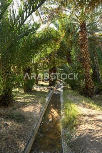 قناة ري داخل مزرعة تمور العين في أبو ظبي