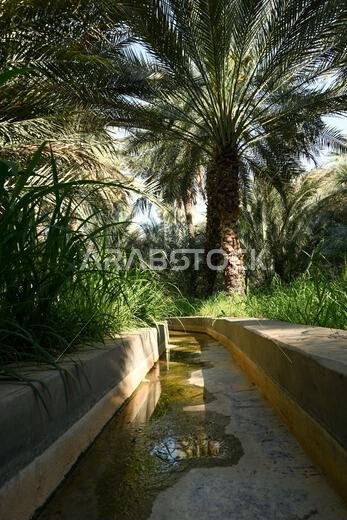 قناة ري داخل مزرعة تمور العين في أبو ظبي