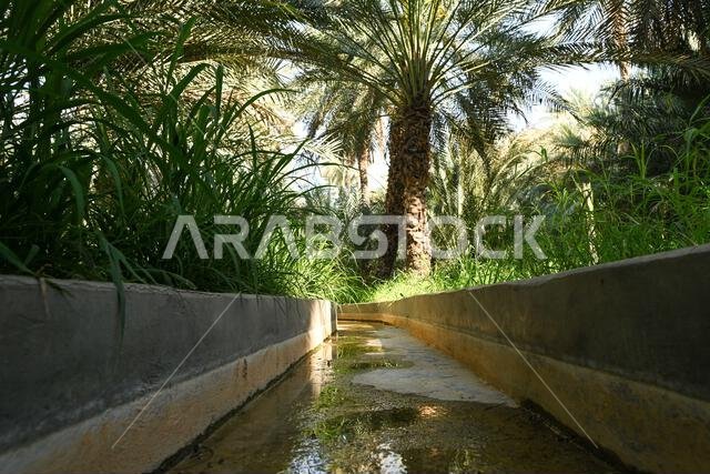 قناة ري داخل مزرعة تمور العين في أبو ظبي