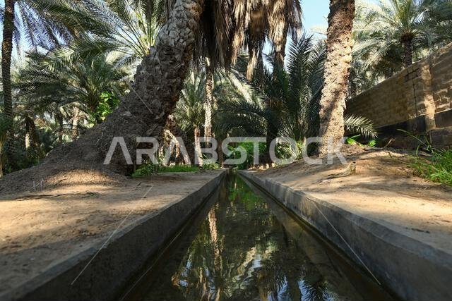 قناة ري داخل مزرعة تمور العين في أبو ظبي