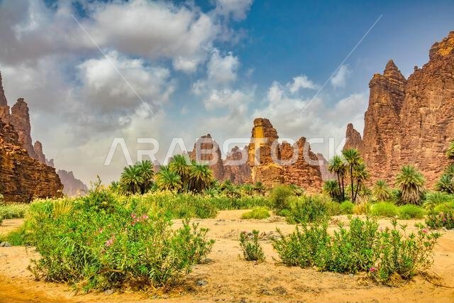 واحة وادي الديسة في المملكة العربية السعودية