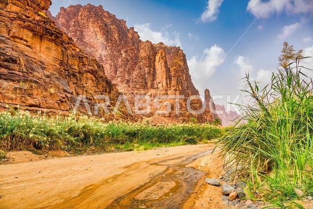 Wadi Disah oasis in Saudi Arabia