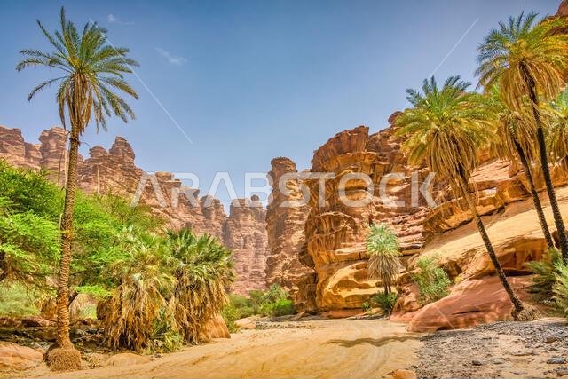 واحة وادي الديسة في المملكة العربية السعودية