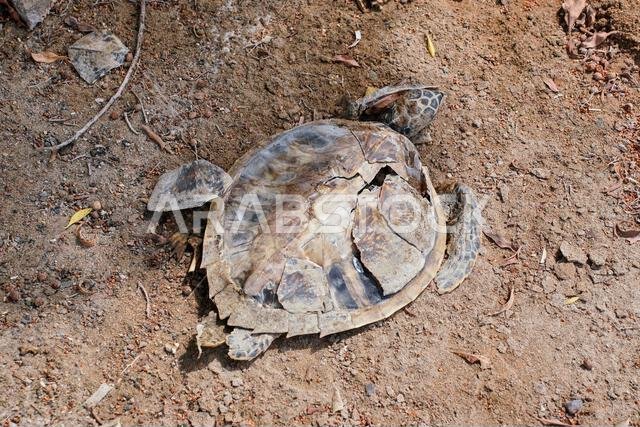 Dead sea turtle near beach, only shell remains. Dead sea turtle near beach, only shell remains.