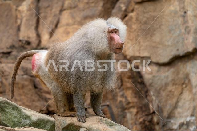 Hamadryas Baboon - Papio hamadryas, beautiful large primate from the Horn of Africa savannas and rocky areas, Ethiopia.