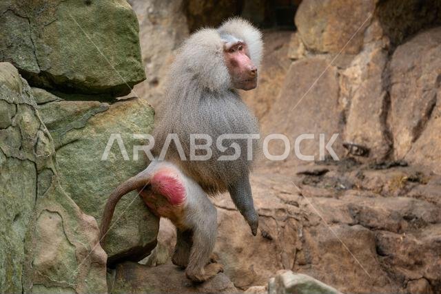 Hamadryas Baboon - Papio hamadryas, beautiful large primate from the Horn of Africa savannas and rocky areas, Ethiopia.