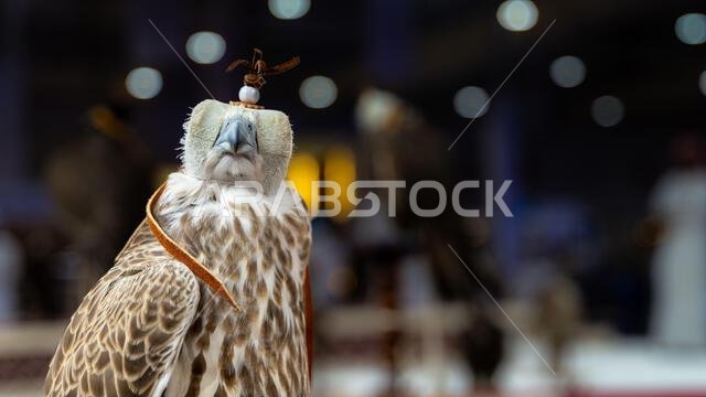 An Arabian Falcon is often equipped with a leather hood, which serves the purpose of covering its eyes when indoors. This hood helps to calm and prote