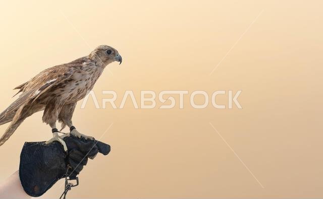 man holding White and Beige Falcon with a leather glove.Falconry is the hunting of wild animals in their natural state and habitat by means of a train