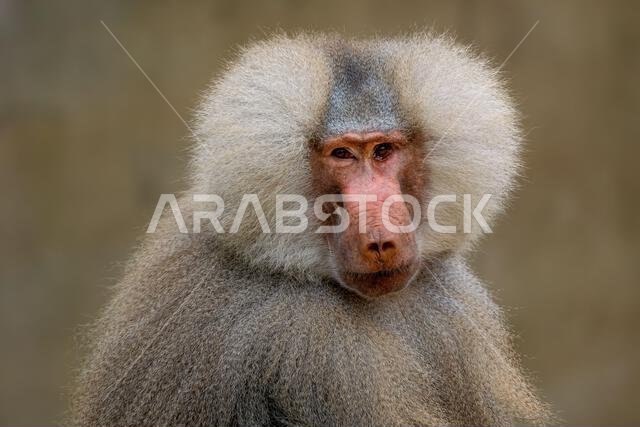 Hamadryas Baboon - Papio hamadryas, beautiful large primate from the Horn of Africa savannas and rocky areas, Ethiopia.