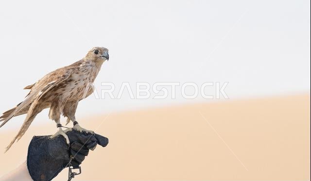 man holding White and Beige Falcon with a leather glove.Falconry is the hunting of wild animals in their natural state and habitat by means of a train man holding White and Beige Falcon with a leather glove.Falconry is the hunting of wild animals in their natural state and habitat by means of a train