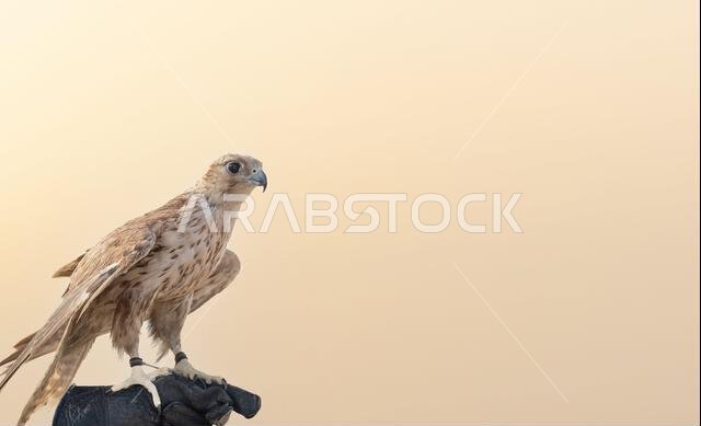 man holding White and Beige Falcon with a leather glove.Falconry is the hunting of wild animals in their natural state and habitat by means of a train man holding White and Beige Falcon with a leather glove.Falconry is the hunting of wild animals in their natural state and habitat by means of a train