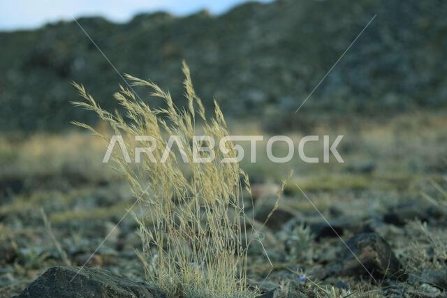 grass - Taif -Saudi Arabia by my cam