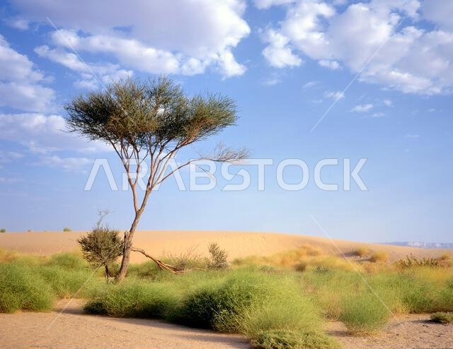 Tree at an oasis between Marib and Seyun at the Arab desert in Yemen