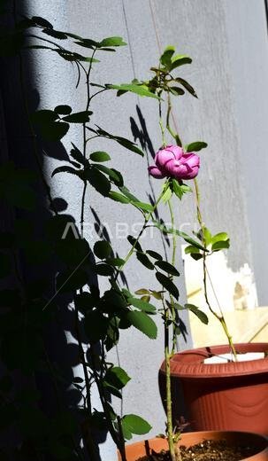 rose on sun -my cam - saudi arabia rose on sun -my cam - saudi arabia