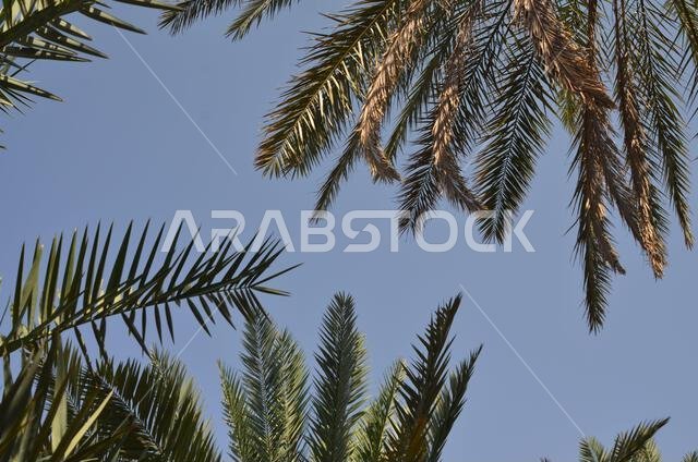 Date palm fronds and blue sky over AlUla, Saudi Arabia